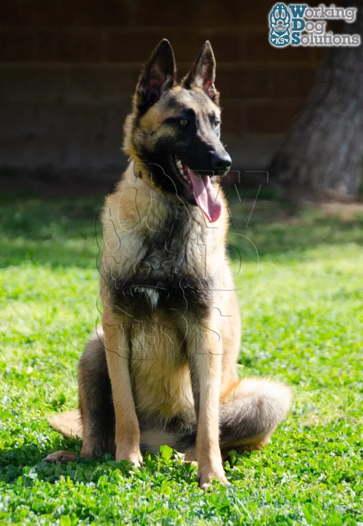 DUKE, fotografia 3