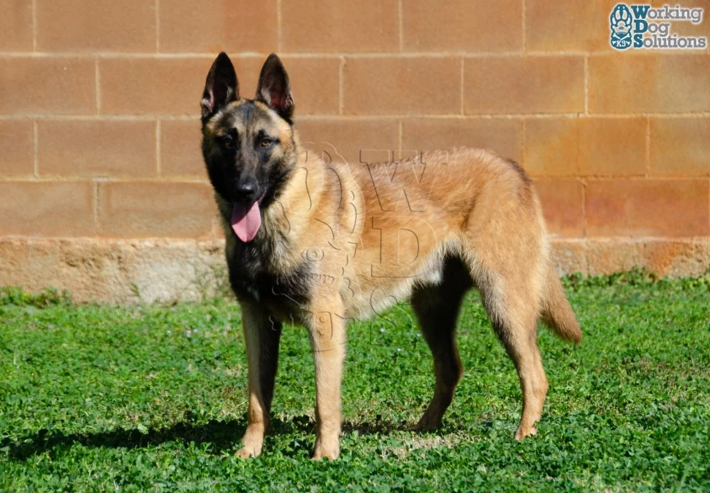 DUKE, fotografia 4