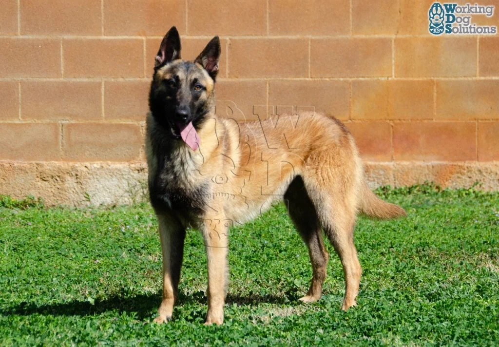 DUKE, fotografia 5