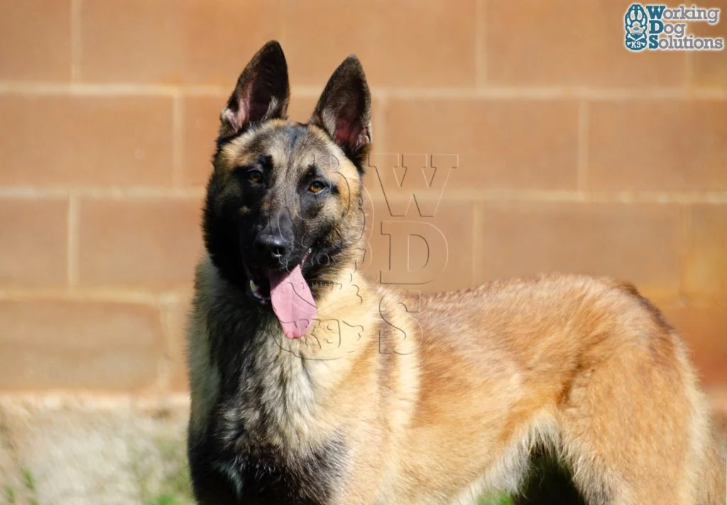 DUKE, fotografia 6