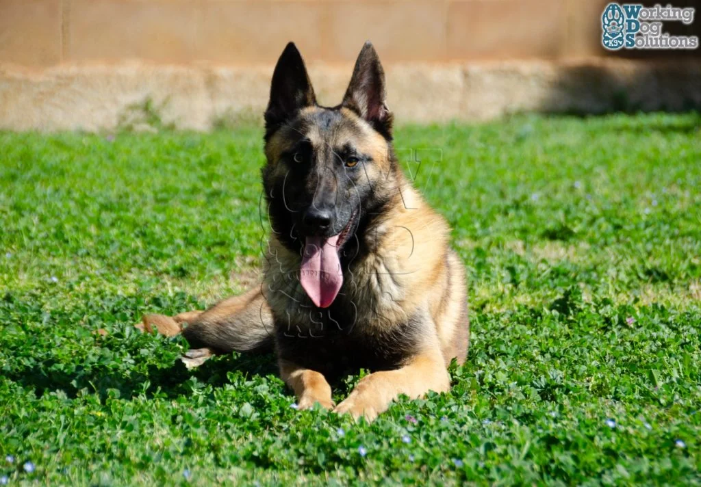DUKE, fotografia 7