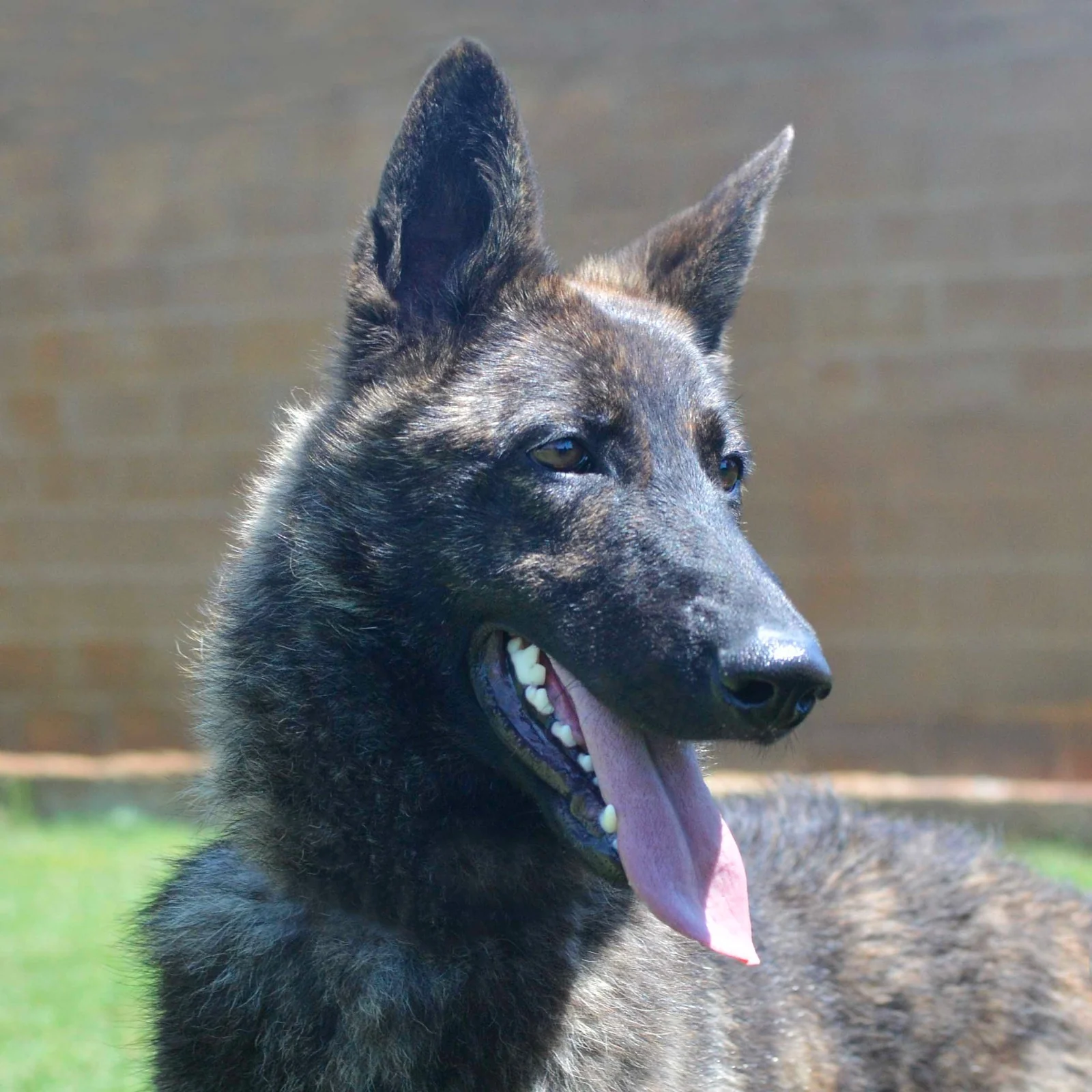 HAVANNA, Working Dog Solutions