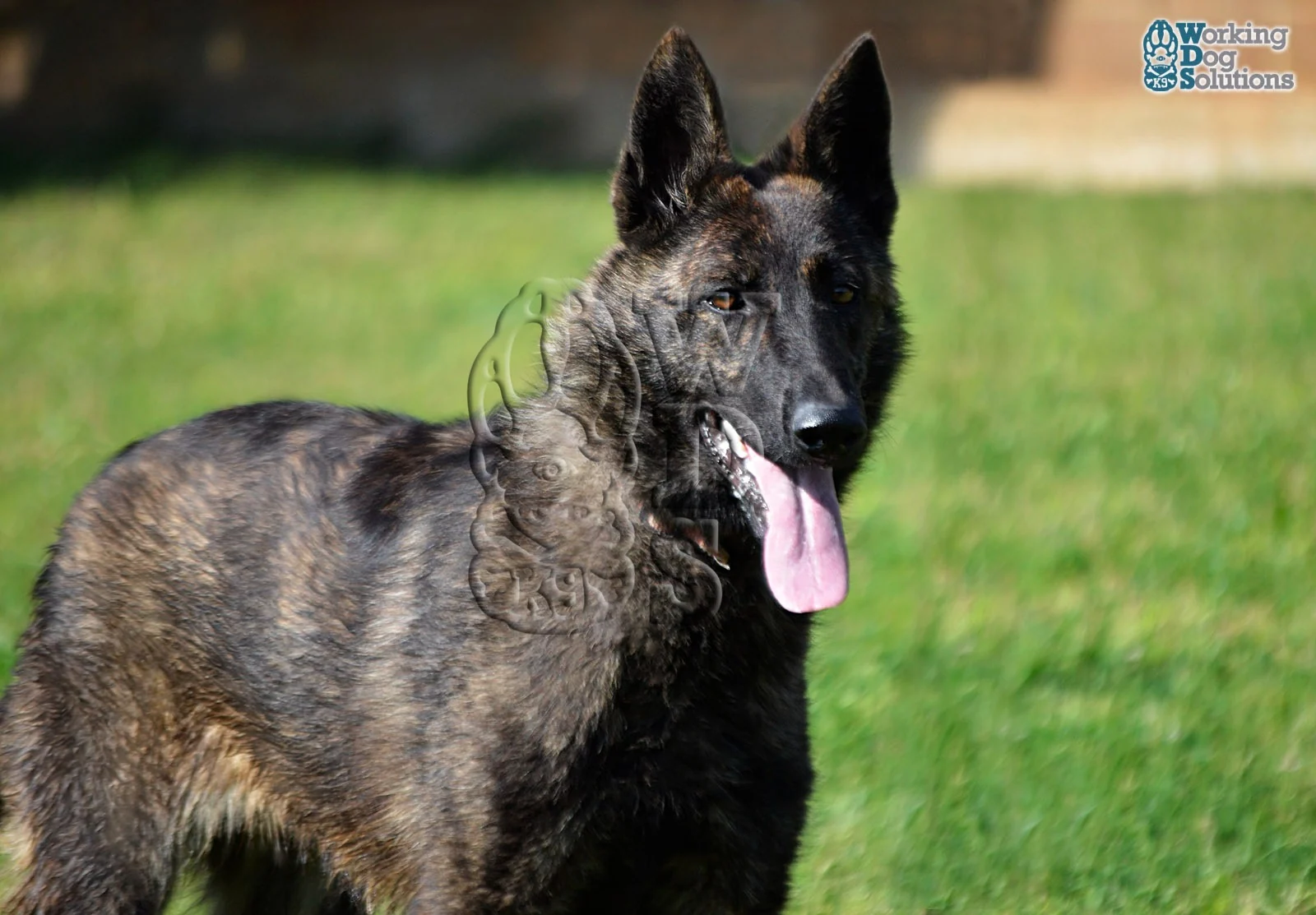 HAVANNA, perro de Working Dog Solutions