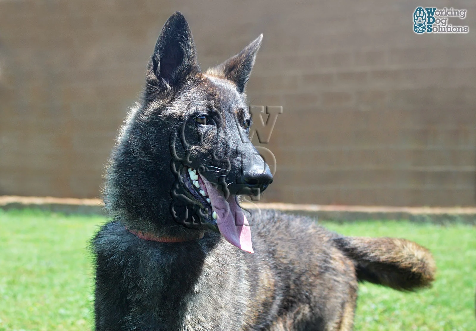 HAVANNA, perro de Working Dog Solutions