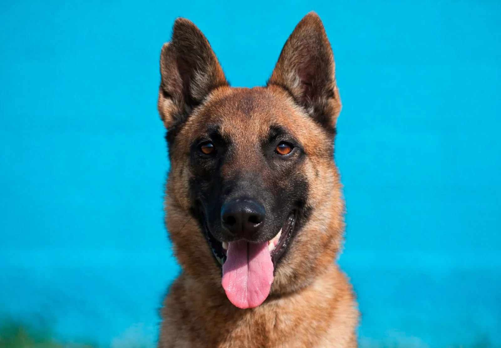 HERA, Working Dog Solutions