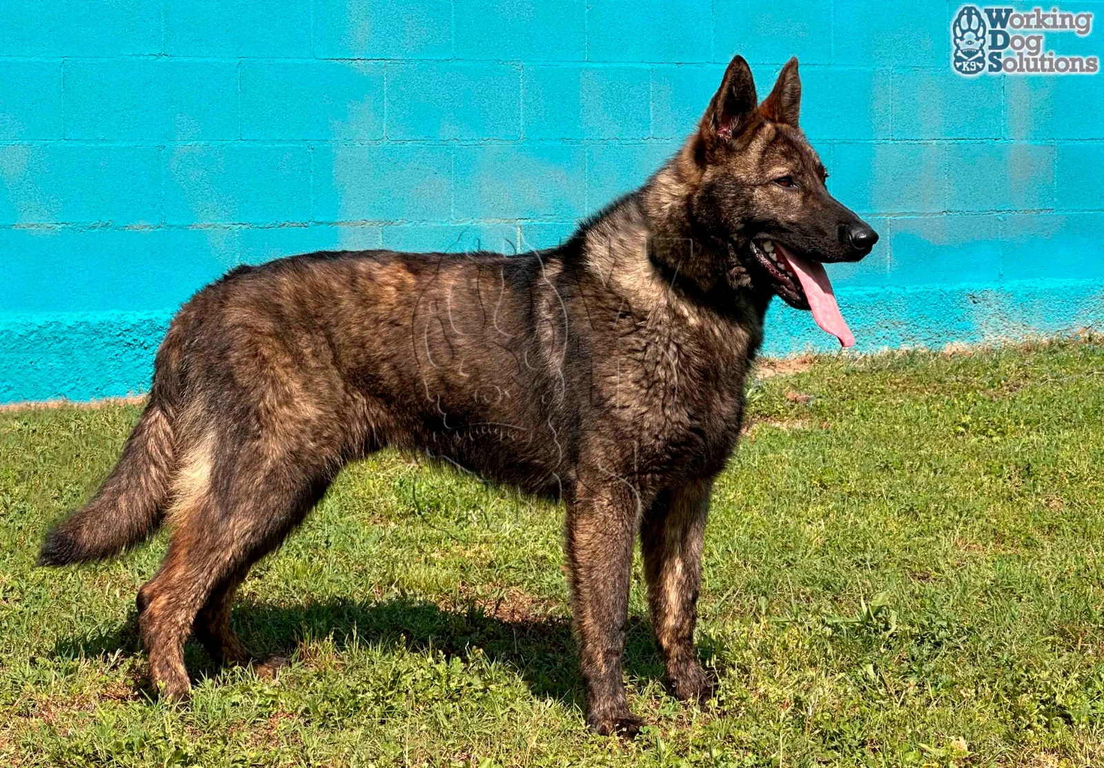 JUNO, Working Dog Solutions