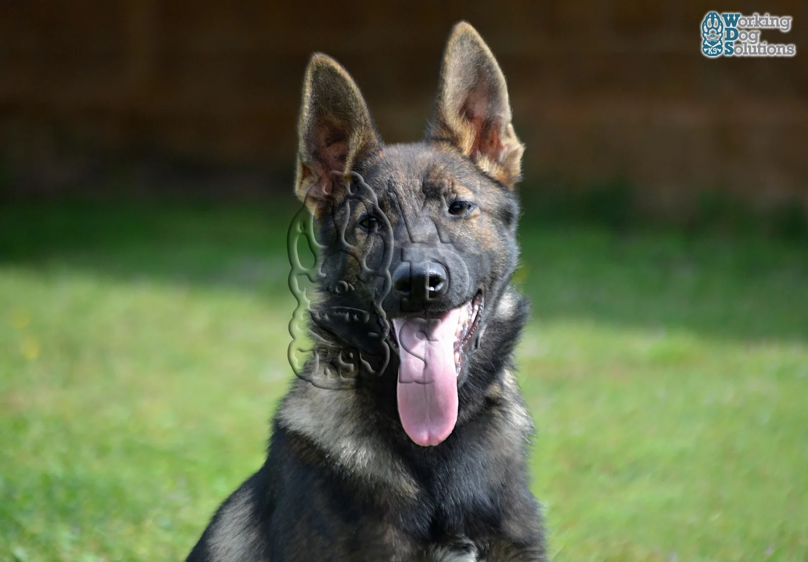 LAVA, Working Dog Solutions