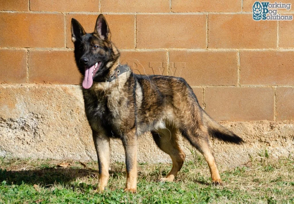 REX, fotografia 3