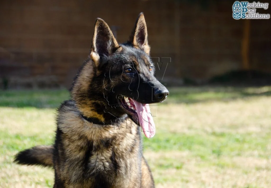 REX, fotografia 4