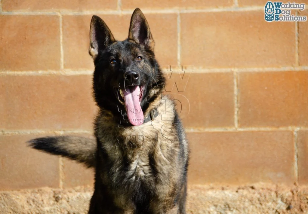 REX, fotografia 5
