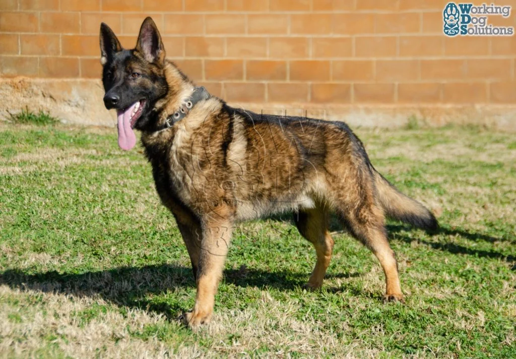 REX, fotografia 6