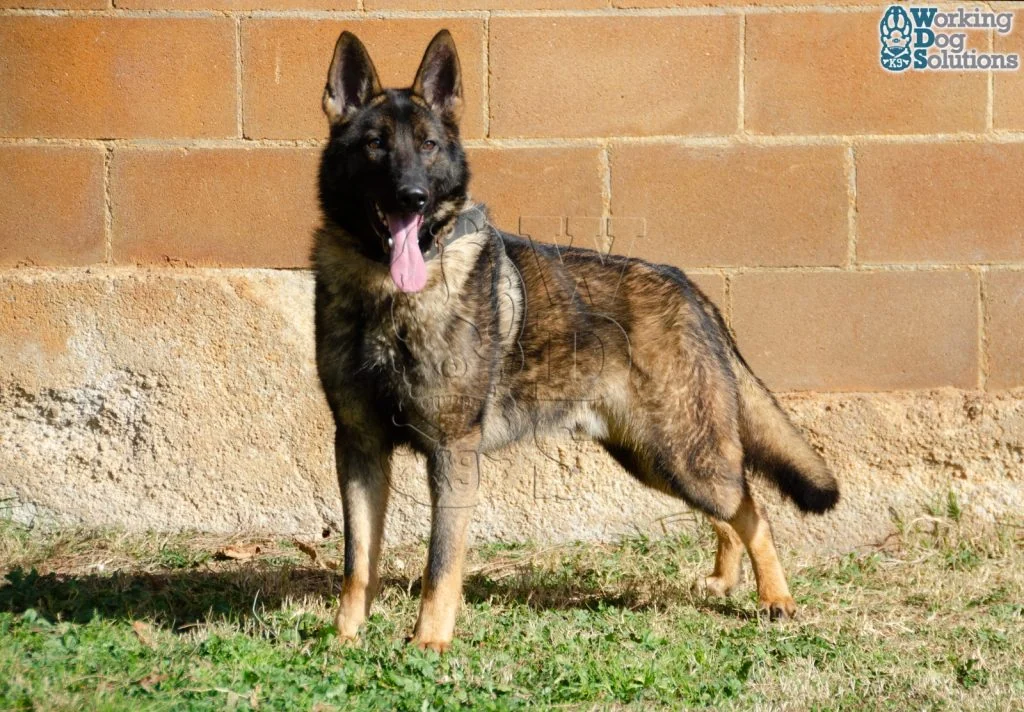 REX, fotografia 7