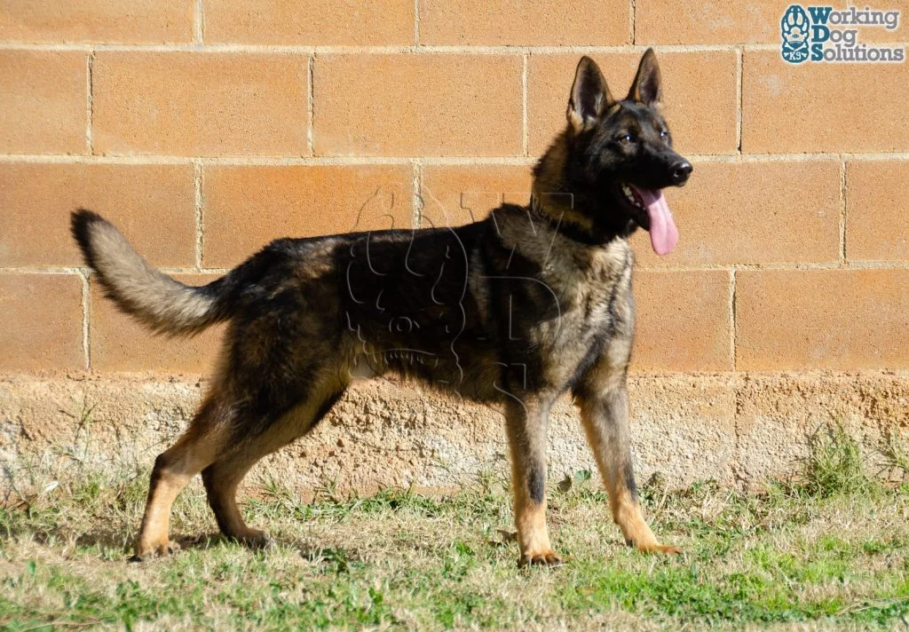 REX, fotografia 8