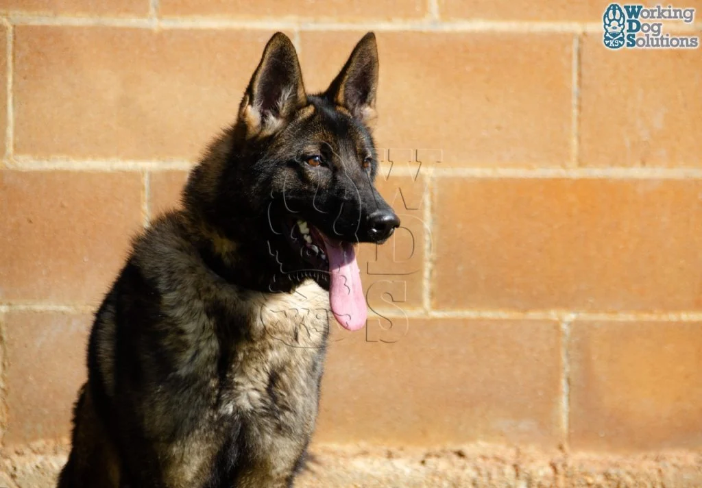 REX, fotografia 9