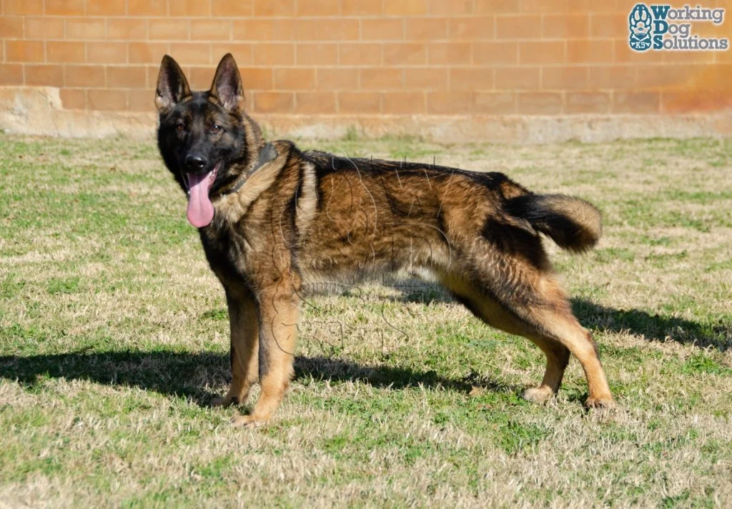 REX, fotografia 10