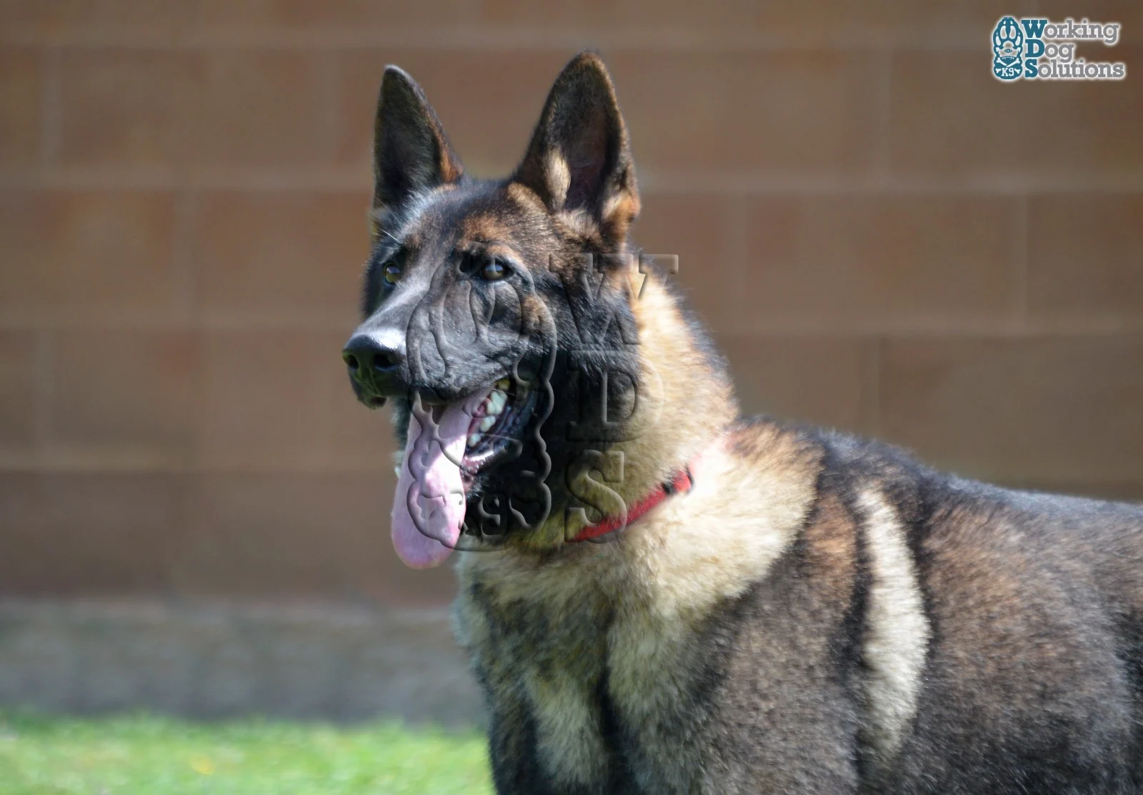 REX, fotografia 12
