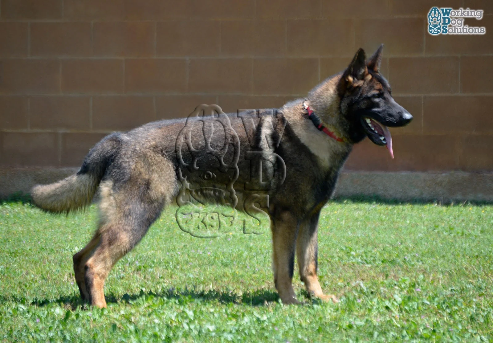REX, fotografia 15
