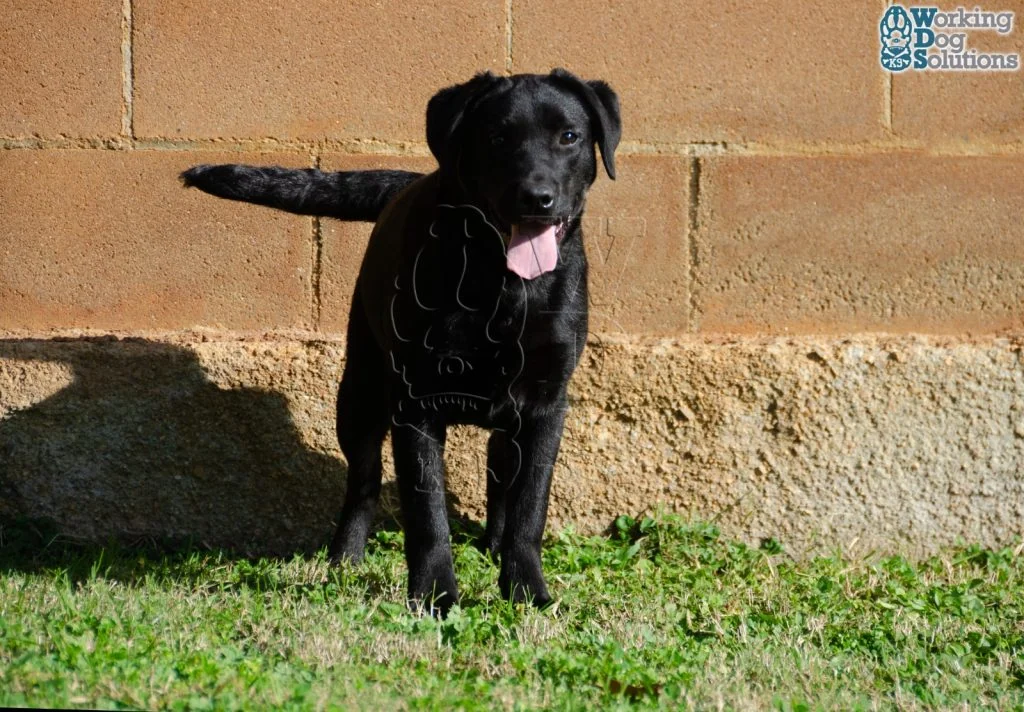 SELEN, fotografia 3