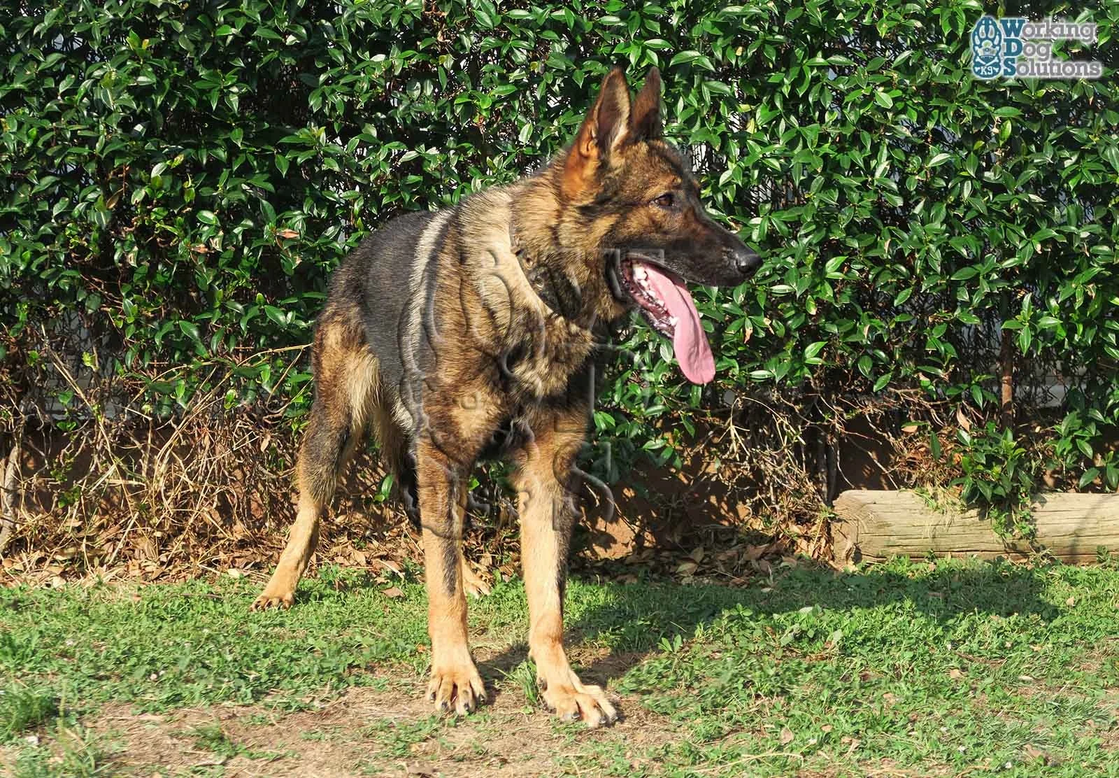 THOR, fotografia 3