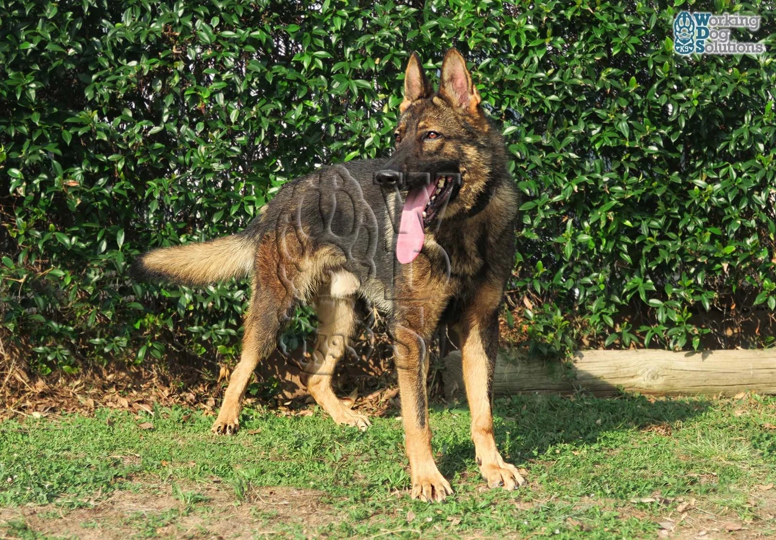THOR, fotografia 4