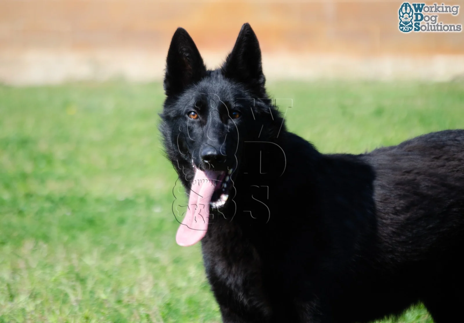 ZAIRE, photograph 4
