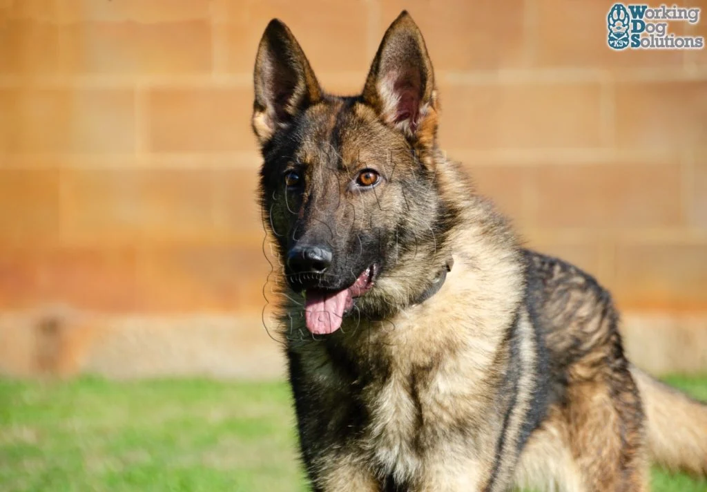 ZEUS, fotografia 3