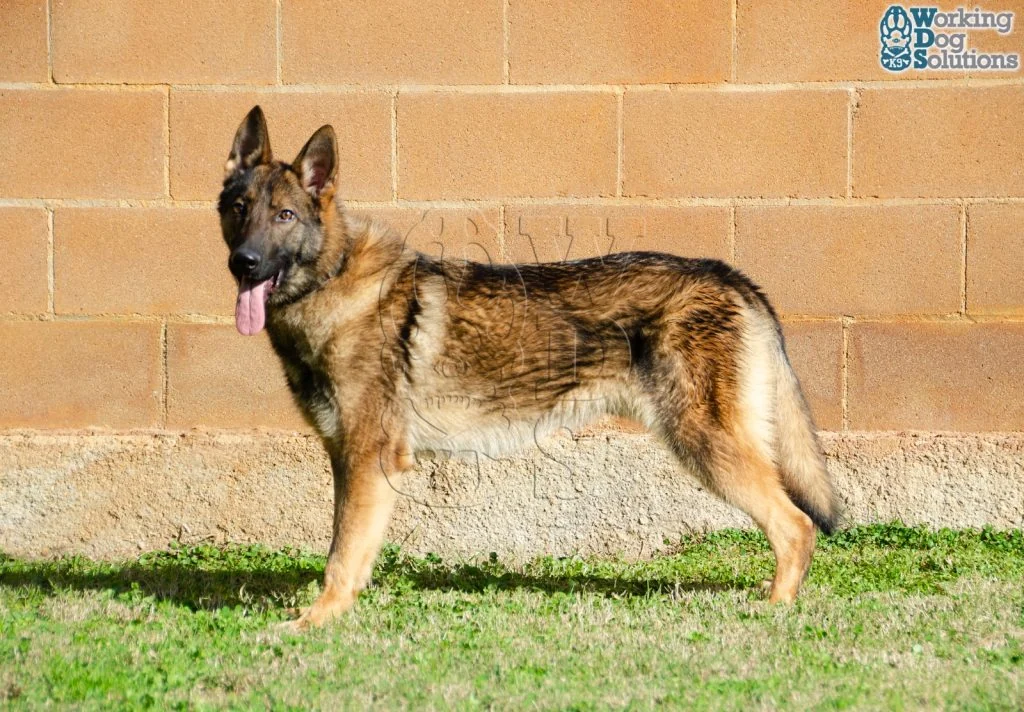 ZEUS, fotografia 4