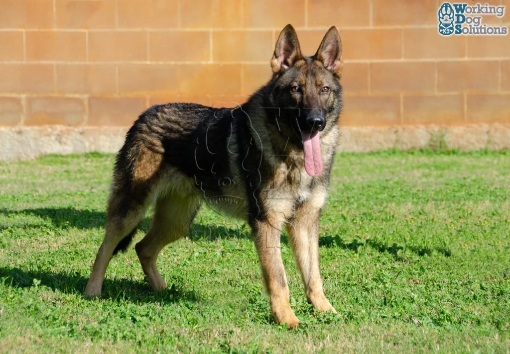 ZEUS, fotografia 5