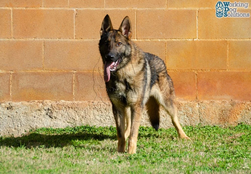 ZEUS, fotografia 6