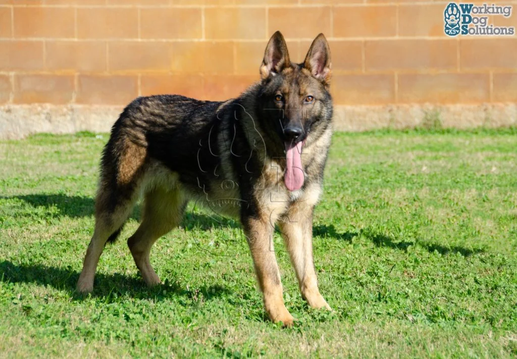 ZEUS, fotografia 7