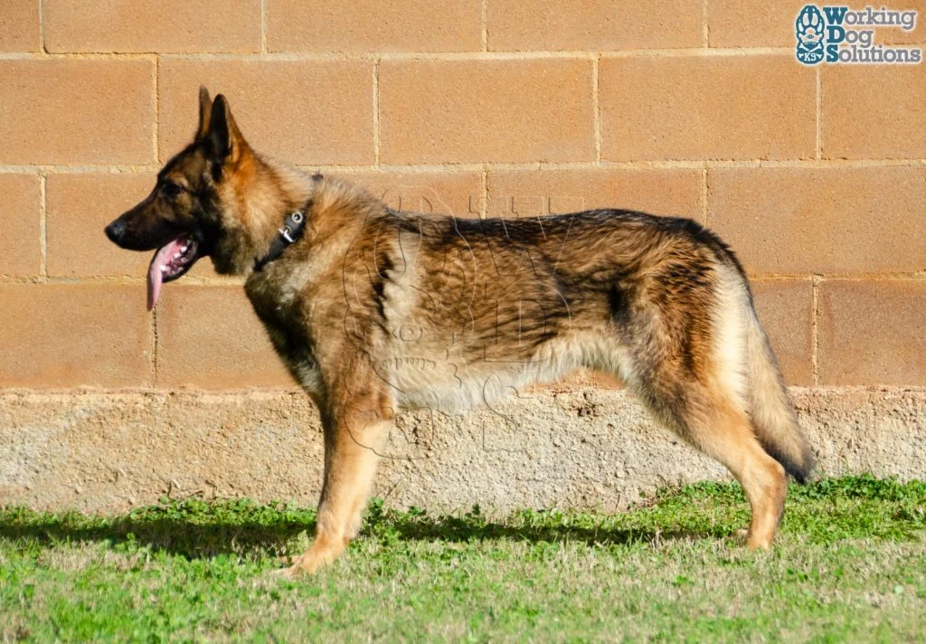 ZEUS, fotografia 8