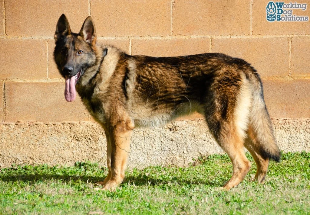 ZEUS, fotografia 9