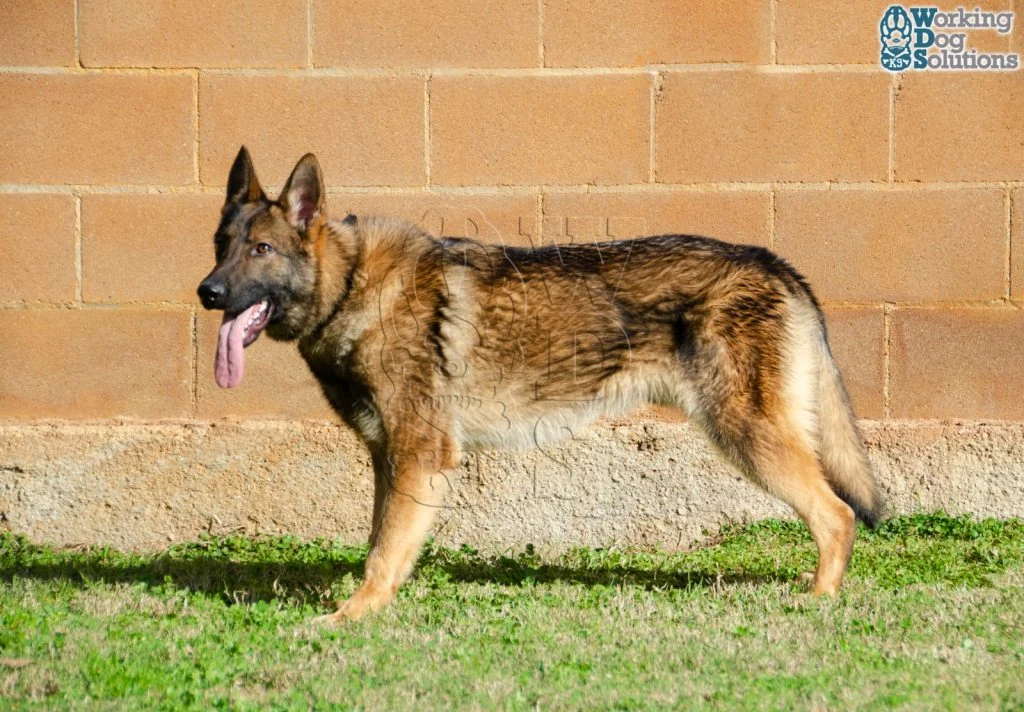ZEUS, fotografia 10