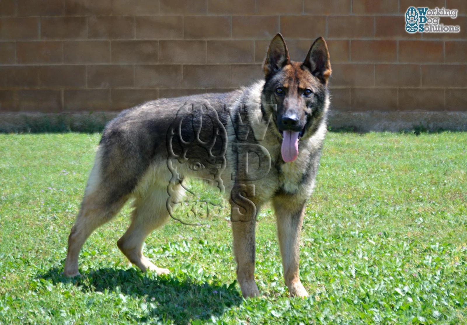 ZEUS, Working Dog Solutions