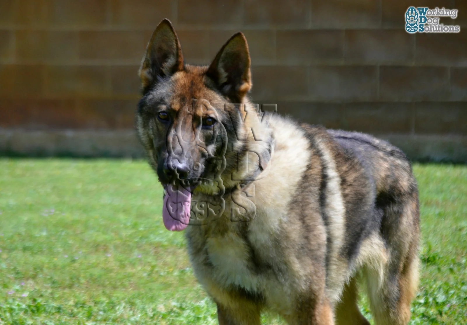 ZEUS, fotografia 11