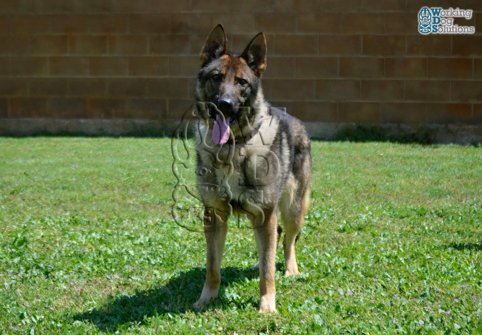 ZEUS, fotografia 12