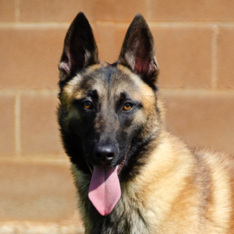 Duke