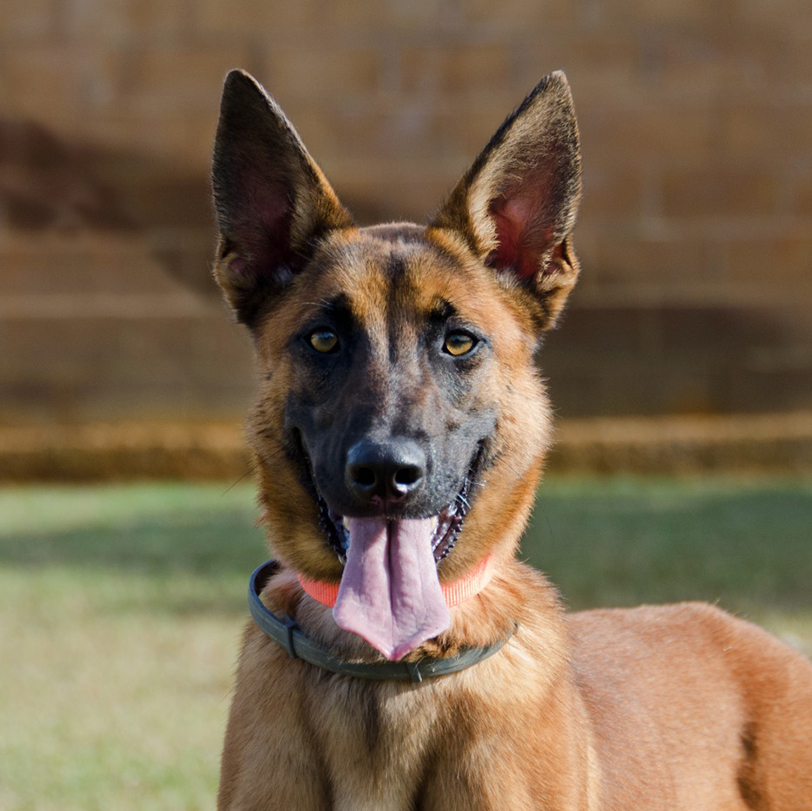 Loki
