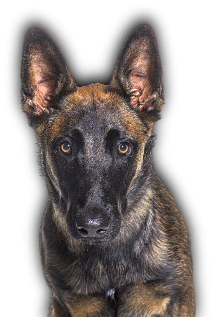 WorkingDog Solutions