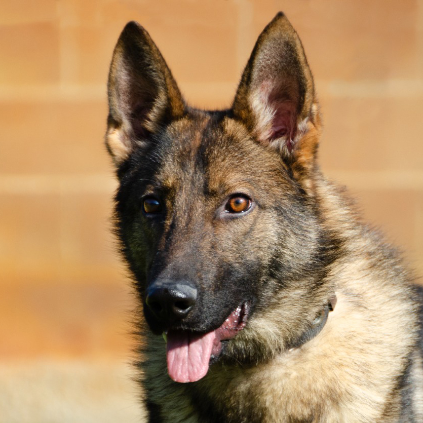 Zeus