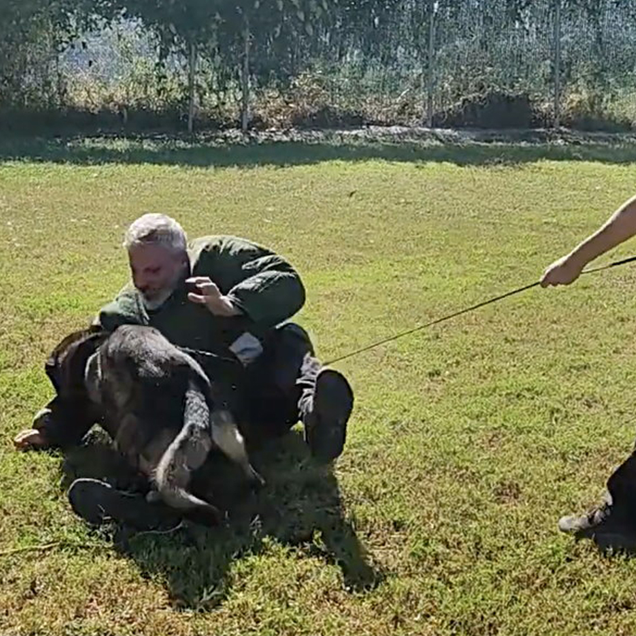 Adiestramiento canino