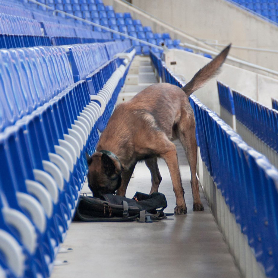 Adiestramiento canino