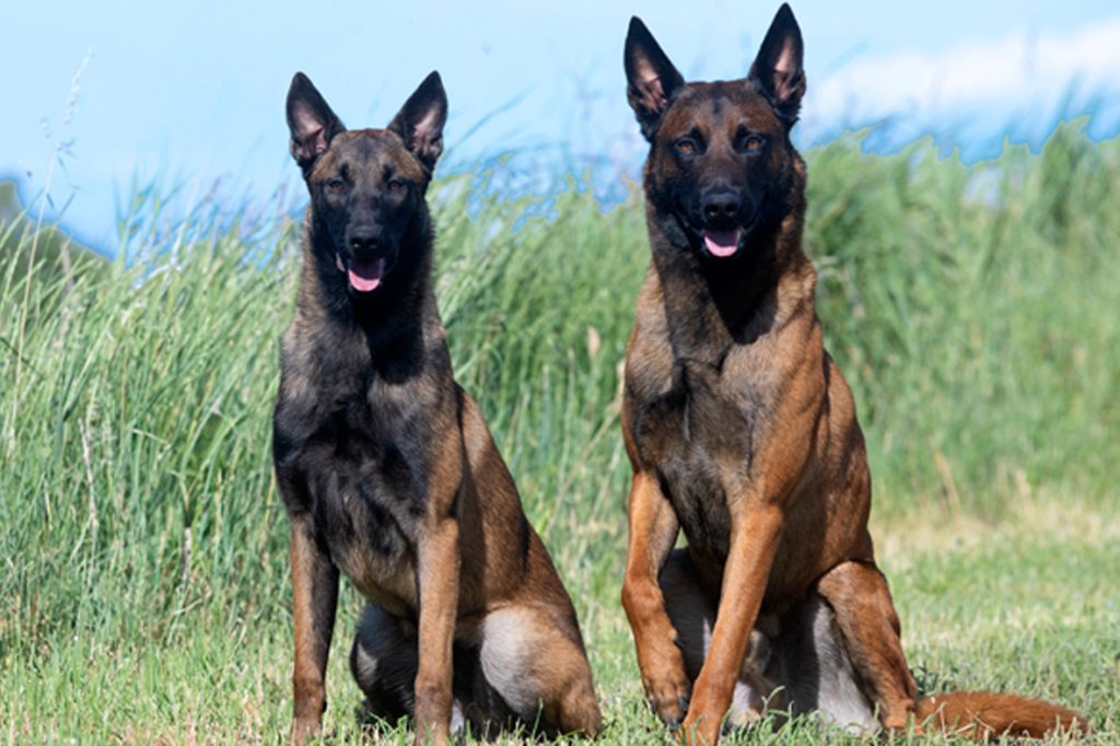 Perros de trabajo