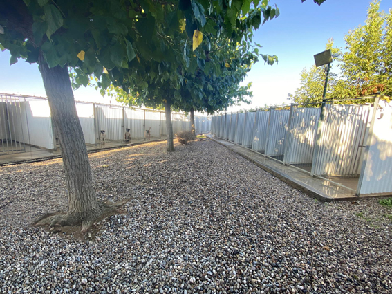 Residencia canina