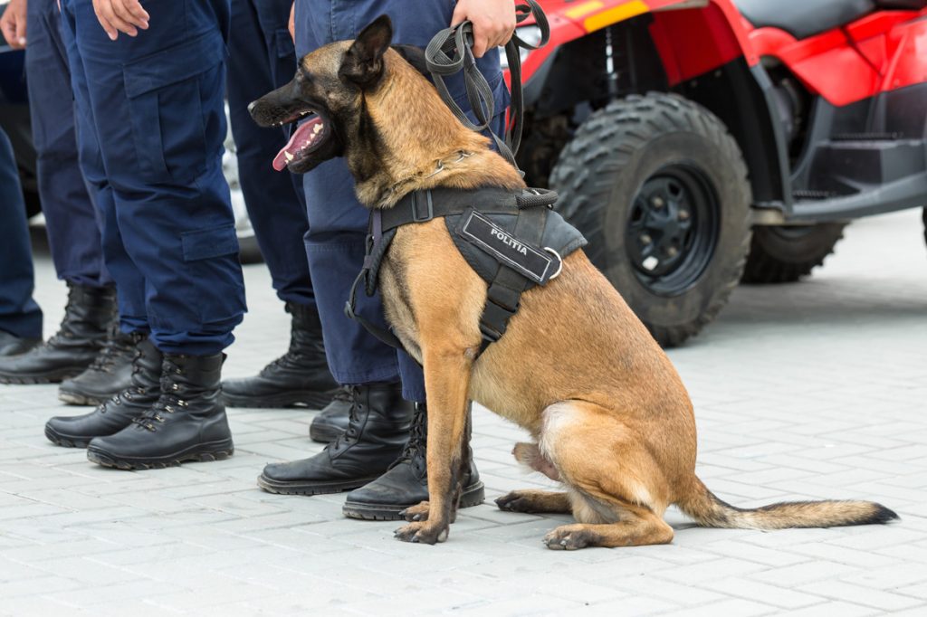 Adiestramiento canino