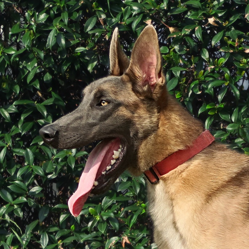 Atlas